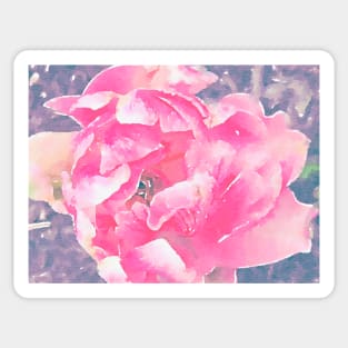 Pink Tulip close up Sticker